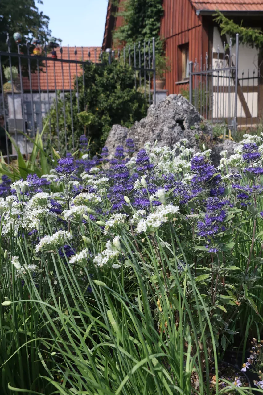 Bartblumen und Zierlauch im Solitärcontainer Standartcontainer