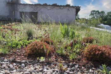 Unser erfolgreicher Test einer Dachbegrünung auf dem eigenen Garagendach in unserer Staudengärtnerei