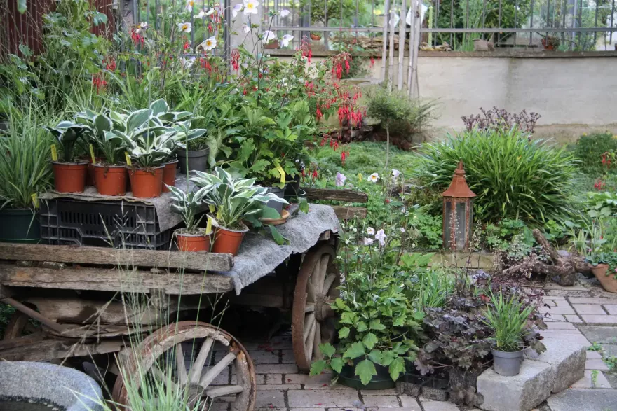 Schattenstauden im Innenhof