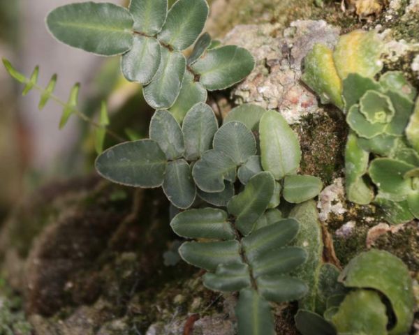 Pellea atropurpurea in Tuffsteinmauer neben alpinen Stauden