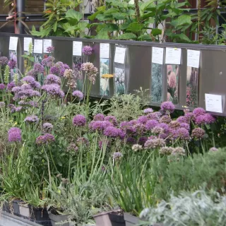 Verkaufstisch sonniges Beet - Freifläche