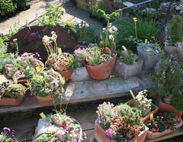 Dauerhafte Mini-Steingärten in Schalen