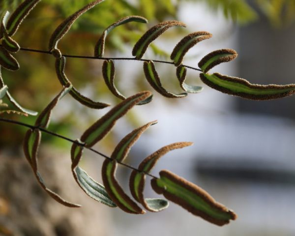 Pellea atropurpurea in unserer Tuffsteinmauer