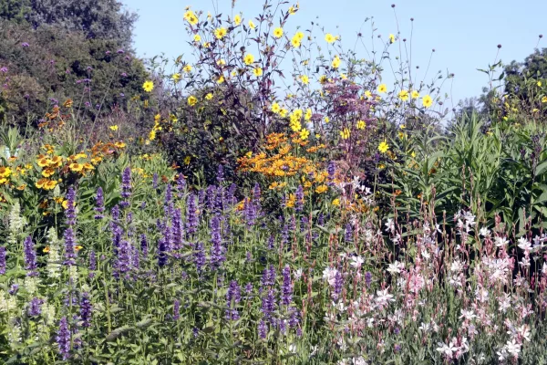 Anis-Duftnessel, Prachtkerze und Sonnenbraut