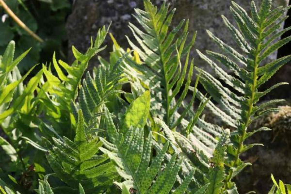 Tüpfelfarn ( Polypodium cambricum )
