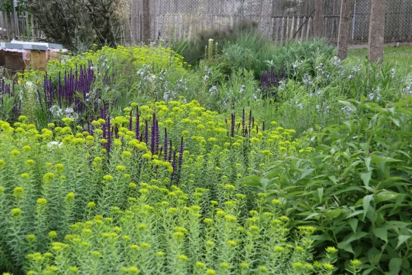 Steppen-Wolfsmilch und Hain-Salbei, zwei heimische Staudenarten