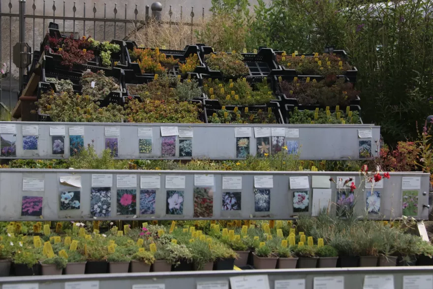 Verkaufstisch Steingarten-Stauden im Hintergrund Dachwurz