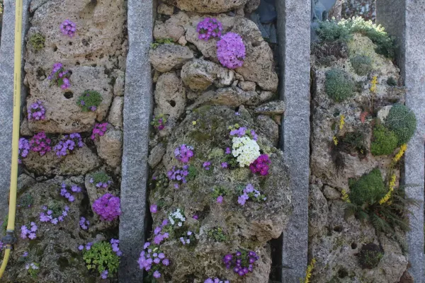 Polsterstauden-Raritäten auf Kalktuff
