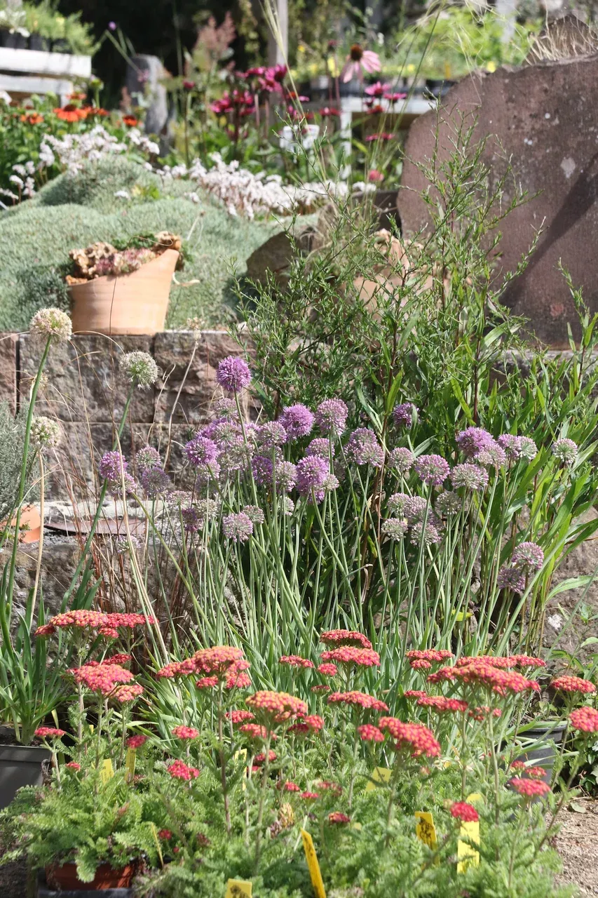 Solitärcontainer für trocken-sonniges Beet, mit Schafgabe und Zierlauch