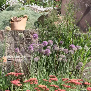 Solitärcontainer für trocken-sonniges Beet, mit Schafgabe und Zierlauch