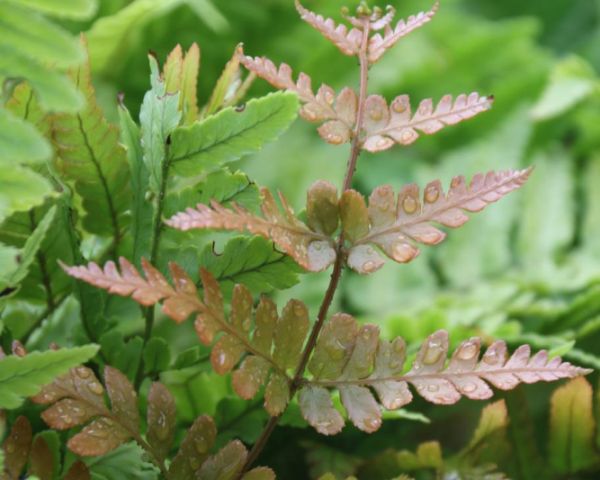 Der Rotschleierfarn - Dryopteris erythrosora