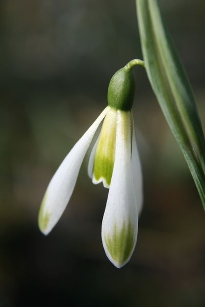 Galanthus Modern Art ist ein zierliches Schneeglöckchen mit schöner grüner Zeichnung an den Blüten