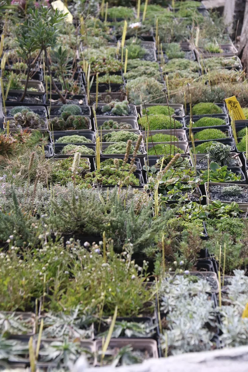 Steingarten-Stauden, Raritäten, überwiegend niedrige Polster