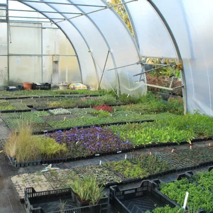 Jungpflanzen aus eigener Staudenproduktion im Folienhaus. Die Weiterkultur erfolgt bei Stauden immer im Freiland