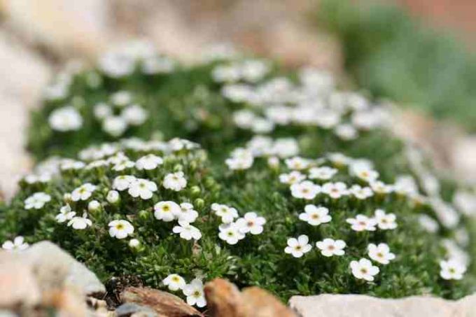 Mannsschild - Androsace, in Tuffstein