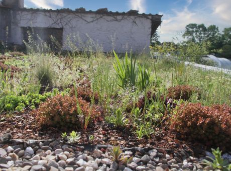 Unser erfolgreicher Test einer Dachbegrünung auf dem eigenen Garagendach in unserer Staudengärtnerei