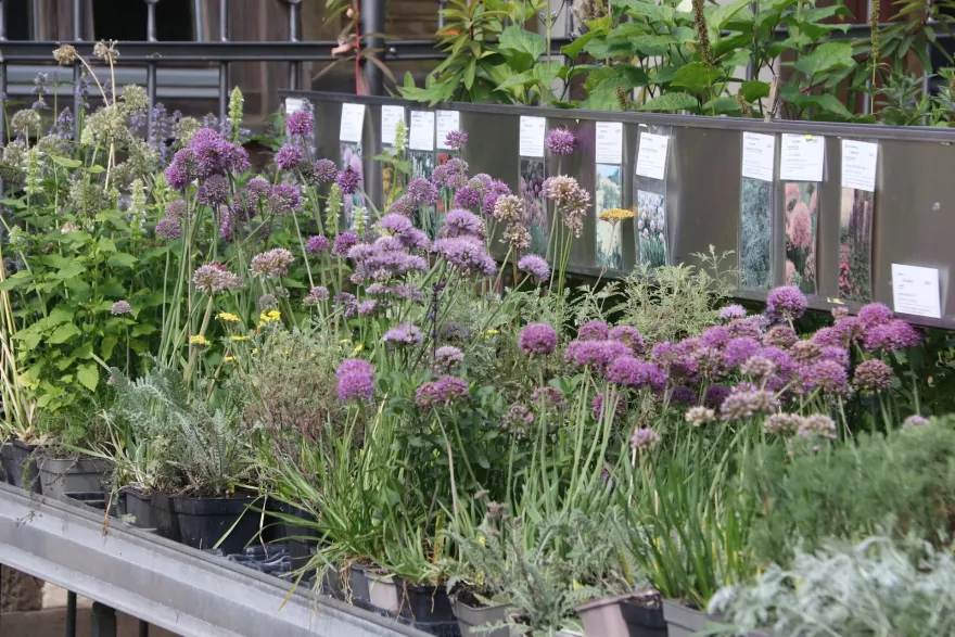Verkaufstisch sonniges Beet - Freifläche