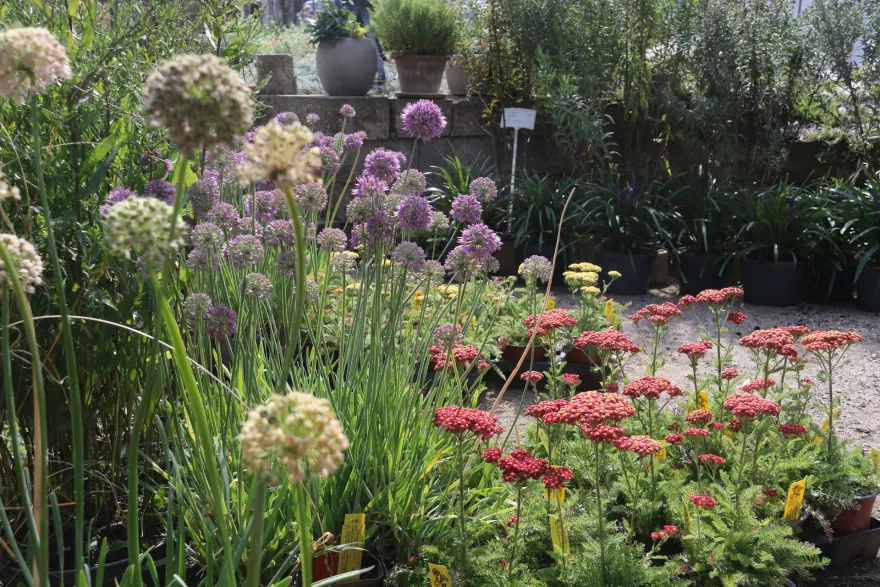 Rote Schafgabe und Zierlauch und weitere Stauden für das sonnige Beet