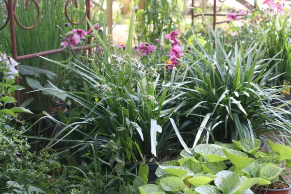 Verschiedene Schattenstauden im Solitärcontainer