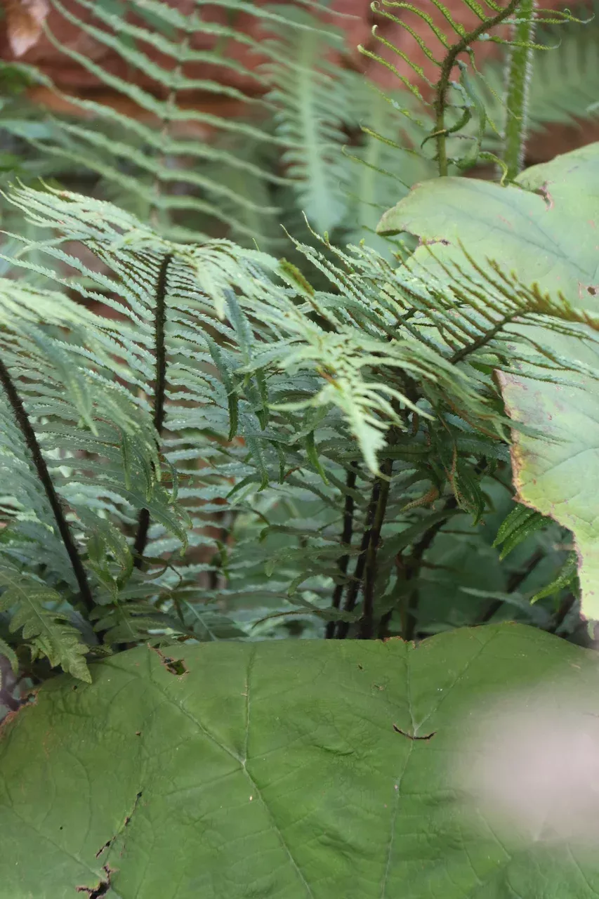 Schattenstaudenbeet im Innenhof (Verkauf) mit Farnen und Tafelblatt