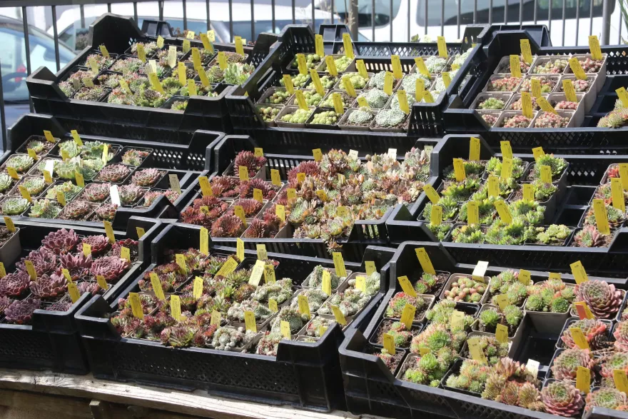 Dachwurz-Sortiment (Sempervivum)