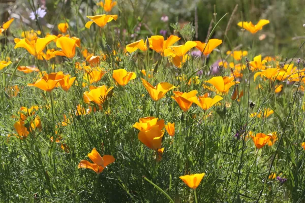 Kalifornischer Mohn als dynamisches Element in Staudenpflanzungen