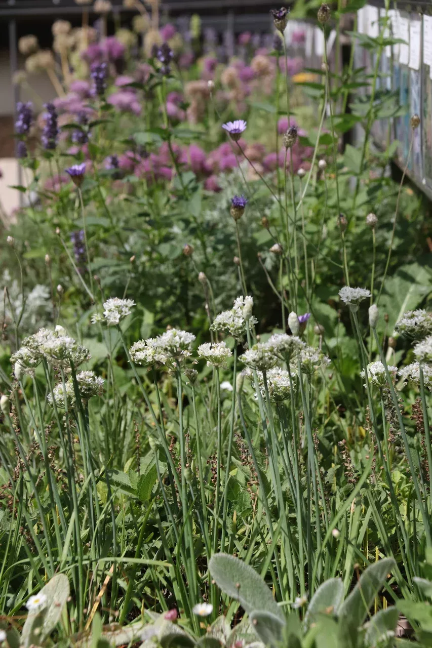 Verkaufstisch trocken-sonniges Beet