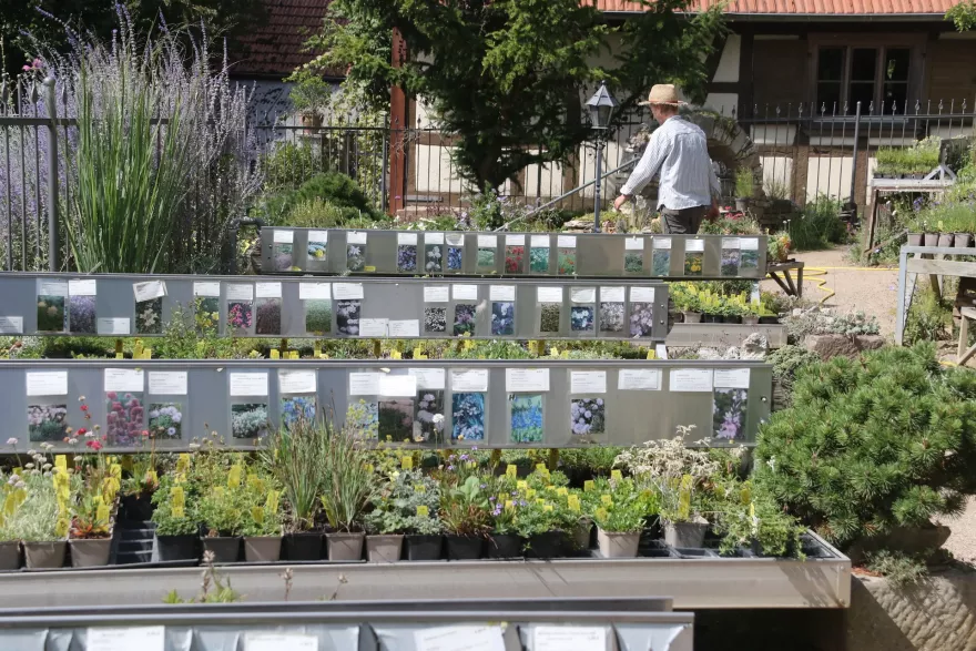 Einblicke in unseren Staudenverkauf