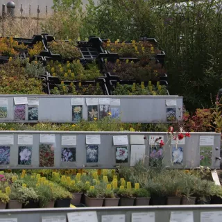 Verkaufstisch Steingarten-Stauden im Hintergrund Dachwurz