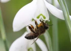 Eine Honigbiene sammelt Pollen und Nektar an einer Schneeglöckchenblüte (Galanthus nivalis)