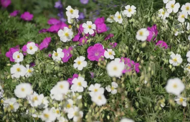 Beet mit Helianthemum (weiss) und Geranium (purpur-rosa)