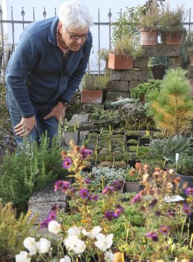 Alpine Steingarten-Raritäten im Staudenverkauf