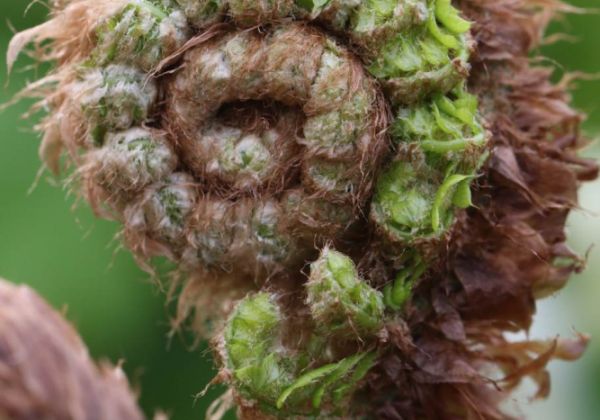 Sich entrollende Wedel von Polystichum setiferum Herrenhausen