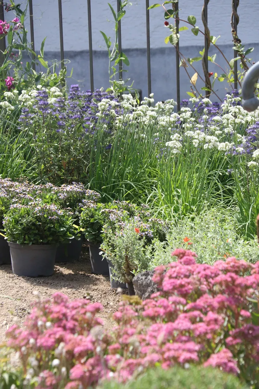 Sonnenstauden, im Solitärcontainer, Fetthennen, Bartblumen, Allium und weitere Stauden